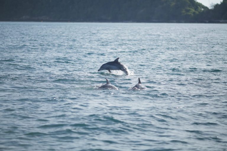 Raya Noi + Raya + Maiton Dolphins by Speedboat